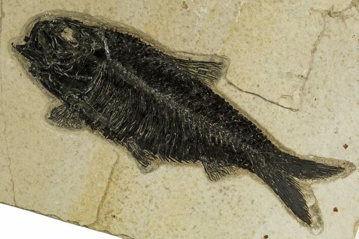 Detailed Fossil Fish (Knightia) - Wyoming #327981